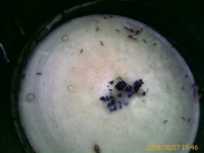 0806/bugsOnCitronella4404.jpg