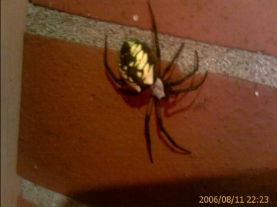 0806/creepySpider3003.jpg