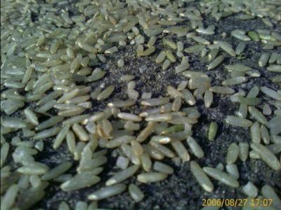 0806/elmwoodArtsRice4404.jpg