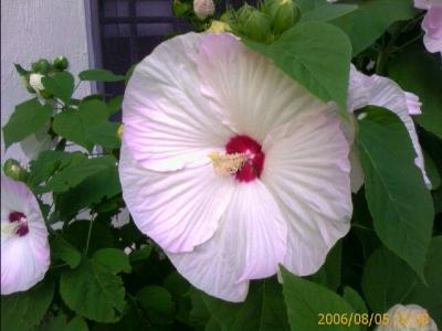 0806/flowerOnCleveland3851.jpg