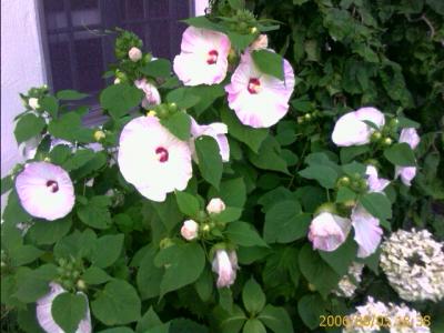 0806/hibiscus25858.jpg