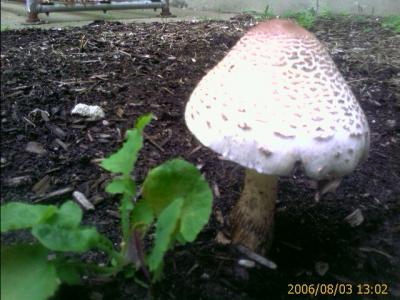 0806/mushroomAtRoswell3851.jpg