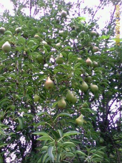 0806/pearTree25600.jpg