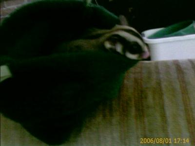 0806/squirrelBeingCute3851.jpg