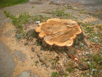 0807/FranklinTreesCut0806.jpg