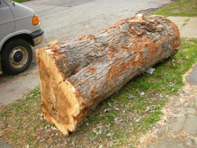 0807/FranklinTreesCut20806.jpg