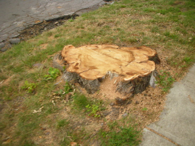 0807/FranklinTreesCut30806.jpg