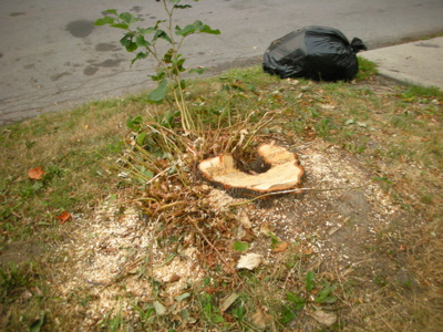 0807/FranklinTreesCut40806.jpg