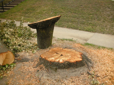 0807/FranklinTreesCut50806.jpg