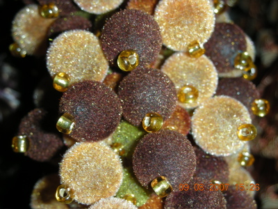 0907/BrownFluffBalls0909.jpg