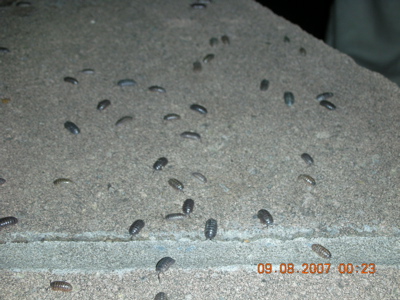 0907/PotatoBugs0909.jpg