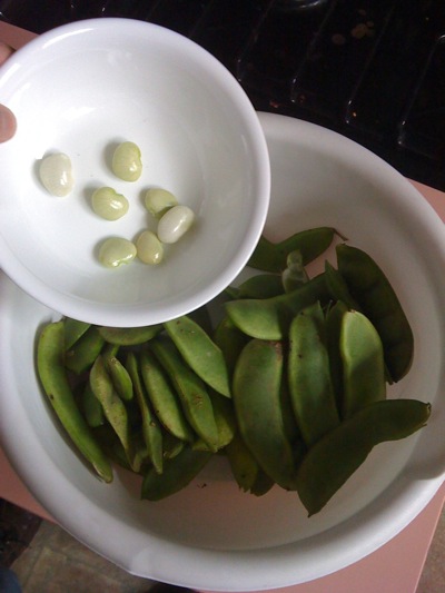 0908/FreshLimaBeanPods0906.jpg