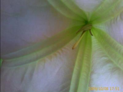 1006/prettyFlower1823.jpg