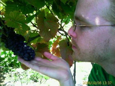 1006/terryGrapes1823.jpg