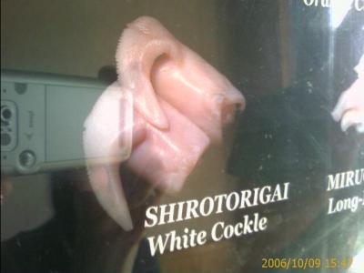 1006/whiteCockle0517.jpg