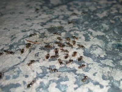 1007/Ants1007.jpg