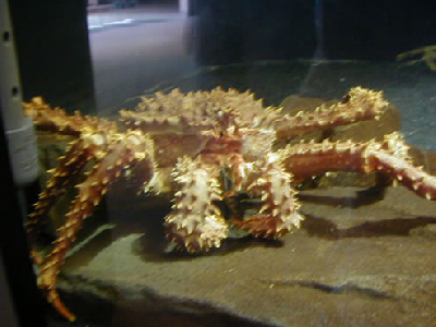 1107/GlodenCrab1104.png 1107/GlodenCrab1104.png