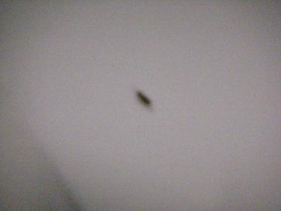 1206/antAtWork4214.jpg 1206/antAtWork4214.jpg