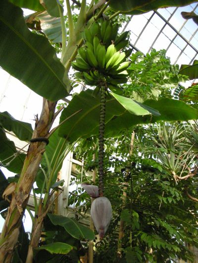 1207/BananaFlower11208.jpg