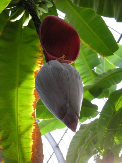 1207/BananaFlower21208.jpg