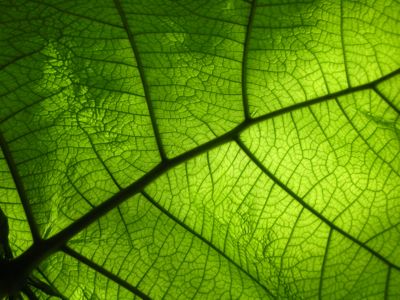 1207/GiantLeaf1208.jpg