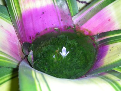 1207/MiniFlower1208.jpg