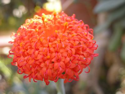 1207/OrangeyPuff1208.jpg