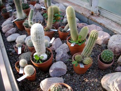1207/Penises1208.jpg