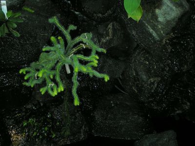 1207/WeirdPine1208.jpg