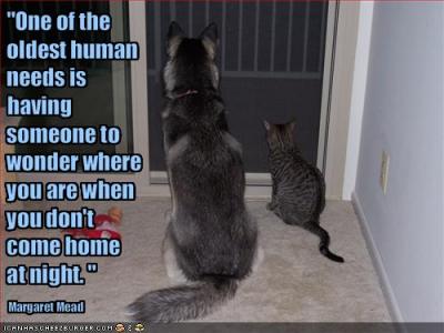 0209/FunnyDogPicturesCatAndDogWaitForYouToComeHome0212.jpg