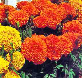 0609/AfricanMarigold0624.jpg