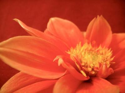 0609/OrangeDahlia0624.jpg