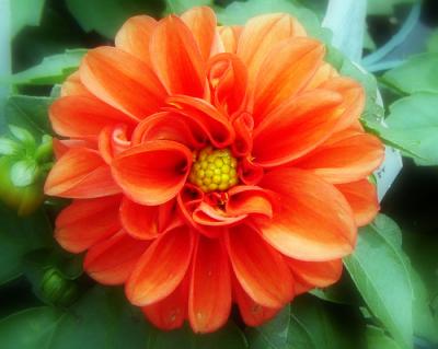 0609/OrangeDahlia20624.jpg