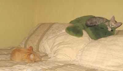 0909/Kitten10918.jpg 0909/Kitten10918.jpg