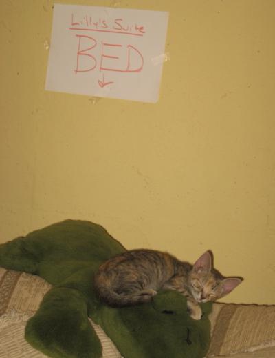 0909/Kitten110918.jpg 0909/Kitten110918.jpg