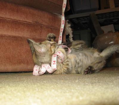 0909/Kitten20918.jpg 0909/Kitten20918.jpg