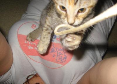 0909/Kitten30918.jpg 0909/Kitten30918.jpg