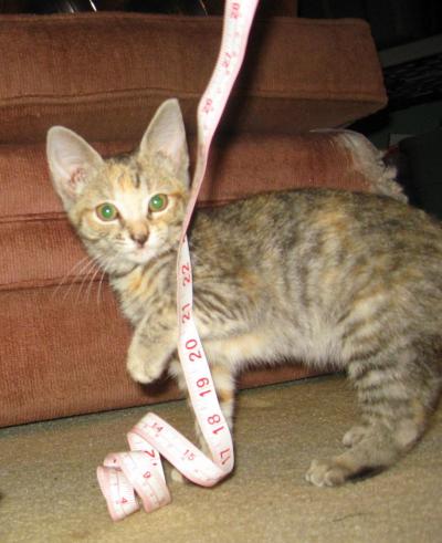 0909/Kitten40918.jpg 0909/Kitten40918.jpg