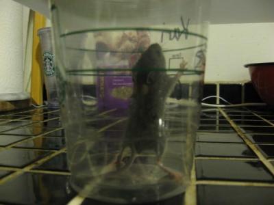 0909/Mouse10914.jpg 0909/Mouse10914.jpg