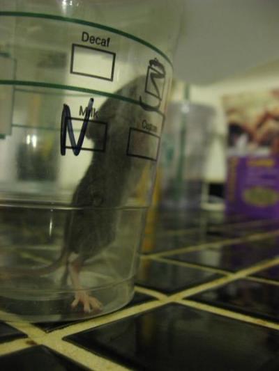 0909/Mouse30914.jpg 0909/Mouse30914.jpg
