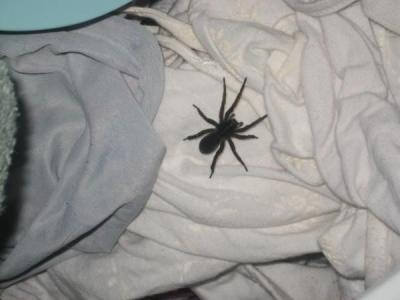 0909/Spider0911.jpg 0909/Spider0911.jpg