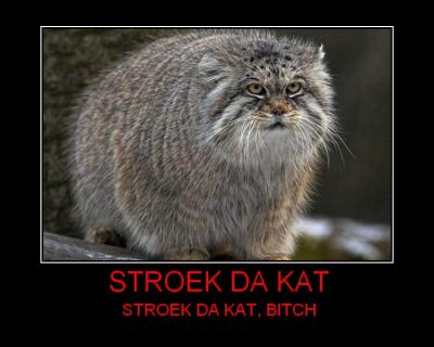 1008/Cat11010.jpg