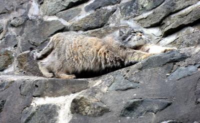 1008/PallasCat31010.jpg