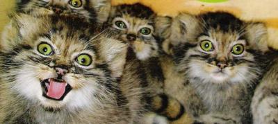 1008/PallasCatKittens1010.jpg