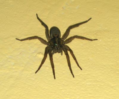 1008/Spider11002.jpg