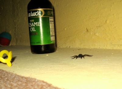 1008/Spider21002.jpg