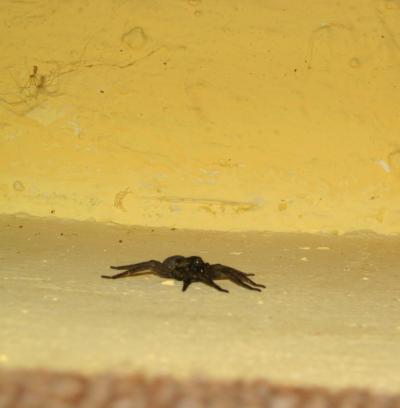 1008/Spider31002.jpg