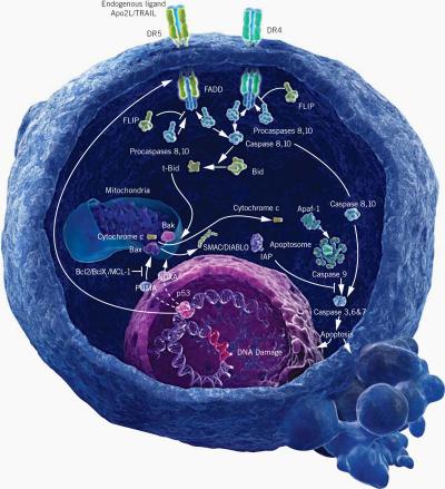 0109/ApoptosisImageLg0104.jpg