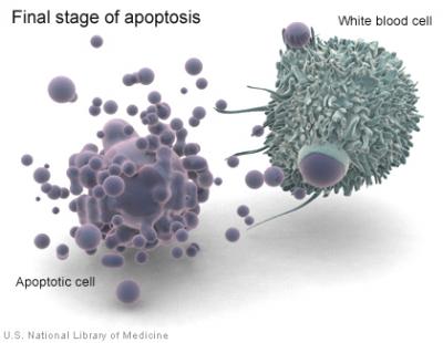 0109/Apoptosismacrophage0104.jpg