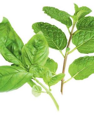 0109/Basil0110.jpg